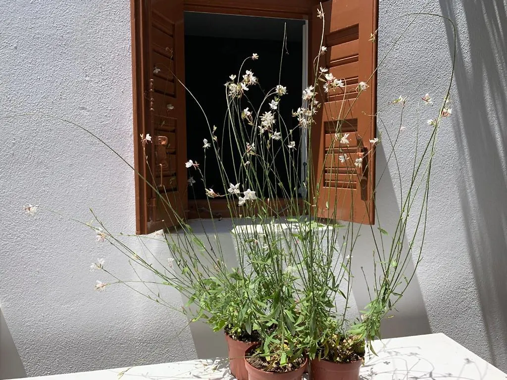 Dominique & Carlos Place Mykonos Town Διαμέρισμα